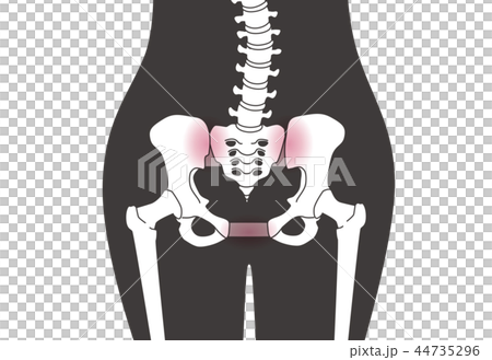 骨盤の緩み 腰部 黒 44735296