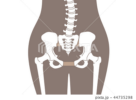 骨盤の緩み 腰部 茶色 44735298