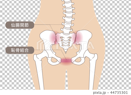 骨盤の緩み 腰部 肌色 44735301