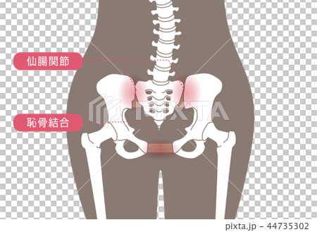 骨盤の緩み 腰部 茶色 44735302
