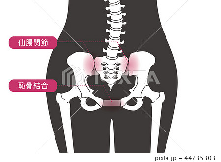 骨盤の緩み 腰部 黒 骨盤の緩み 腰部 黒 44735303