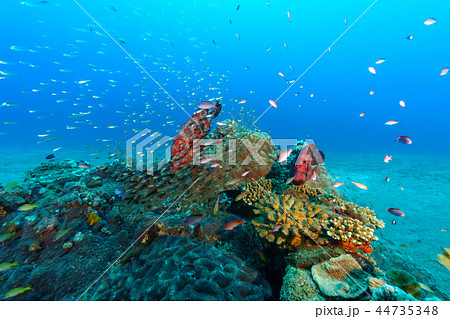 アザハタとスカシテンジクダイの群れ 小笠原 アザハタとスカシテンジクダイの群れ 小笠原 44735348