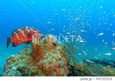 アザハタとスカシテンジクダイの群れ　小笠原 44735353