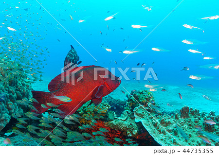 アザハタとスカシテンジクダイの群れ 小笠原 アザハタとスカシテンジクダイの群れ 小笠原 44735355