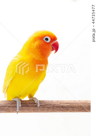 The Double Yellow Lovebird on white 44735477