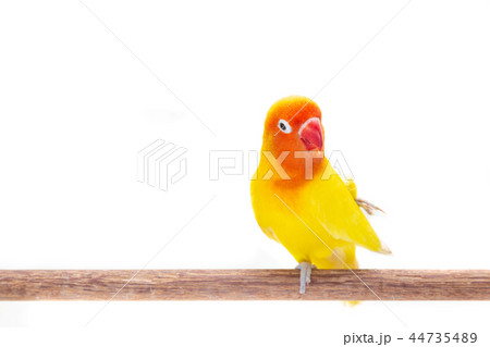 The Double Yellow Lovebird on white 44735489