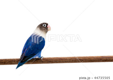 Lovebird Beautiful Blue and White Lovebird Looking at Camera 1