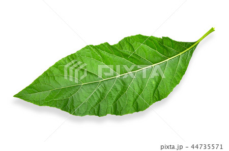 Gymnanthemum extensum isolated clipping path Gymnanthemum extensum isolated clipping path 44735571