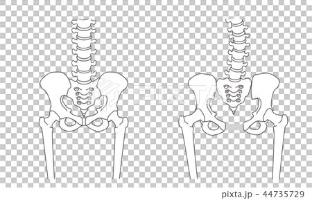 骨盤の緩み 腰部比較 骨盤の緩み 腰部比較 44735729