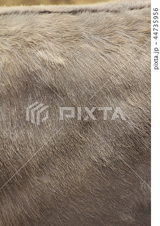 ロバの毛並み ロバの毛並み 44735956