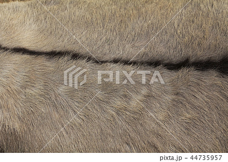 ロバの毛並み 44735957