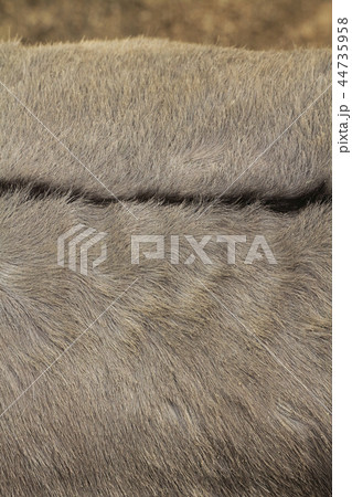 ロバの毛並み ロバの毛並み 44735958