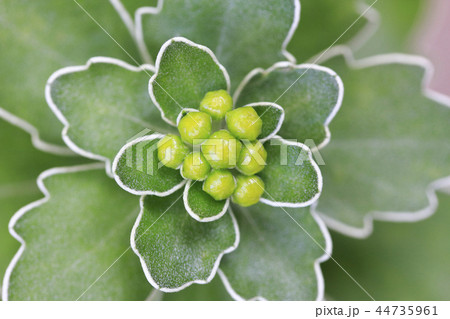 磯菊 蕾 磯菊 蕾 44735961