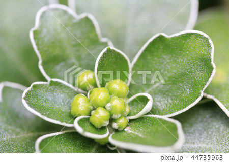 磯菊 蕾 磯菊 蕾 44735963