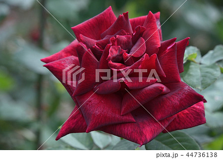 バラ(クイーン・オブ・神代) バラ(クイーン・オブ・神代) 44736138