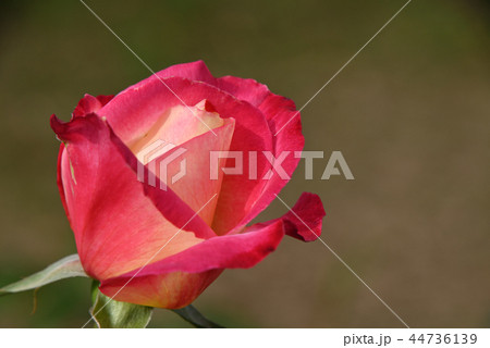 バラ（ダブル・デライト） 44736139