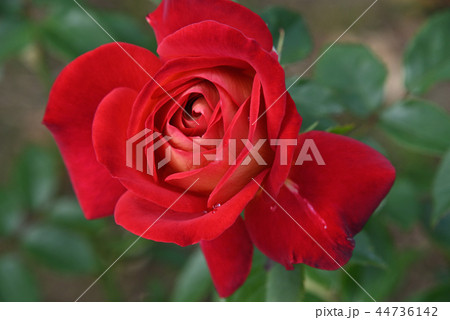 バラ（希望） 44736142