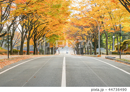 紅葉の道 44736490
