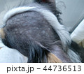 ハゲチワワ 44736513
