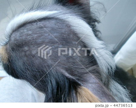 ハゲチワワ 44736513