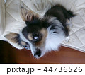 見上げるチワワ 44736526