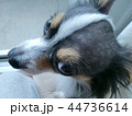 見つめるハゲチワワ 44736614
