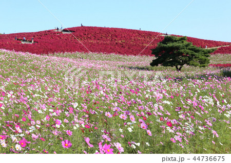 紅葉のコキア　ひたち海浜公園　茨城県ひたちなか市 44736675