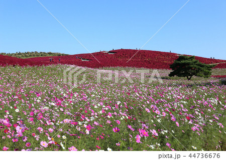 紅葉のコキア　ひたち海浜公園　茨城県ひたちなか市 44736676