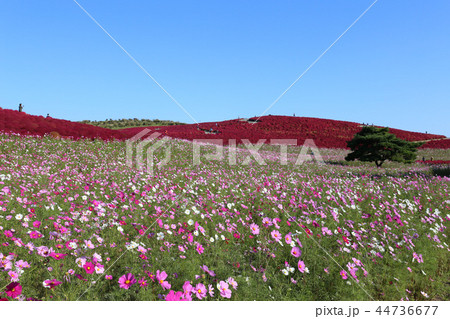紅葉のコキア　ひたち海浜公園　茨城県ひたちなか市 44736677
