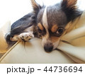 アンニュイなチワワ 44736694