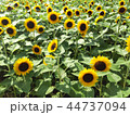 ひまわり畑 44737094