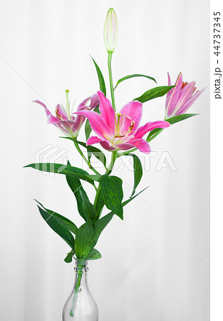 ピンクのゆり スターゲイザーの花の写真素材