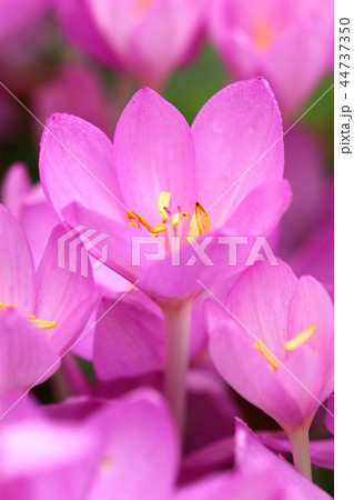 Autumn flower Colchicum autumnale 44737350