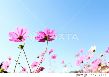 コスモス　ひたち海浜公園　茨城県 44737433