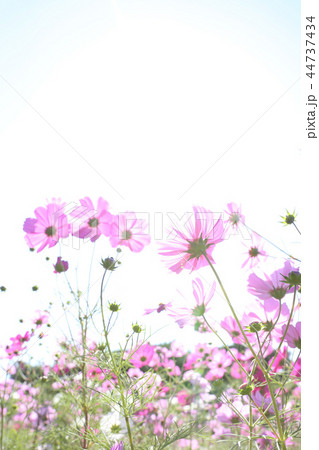 コスモス ひたち海浜公園 茨城県 コスモス ひたち海浜公園 茨城県 44737434