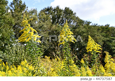 セイタカアワダチソウ（背高泡立草） 44737587