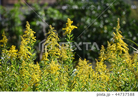 セイタカアワダチソウ（背高泡立草） 44737588