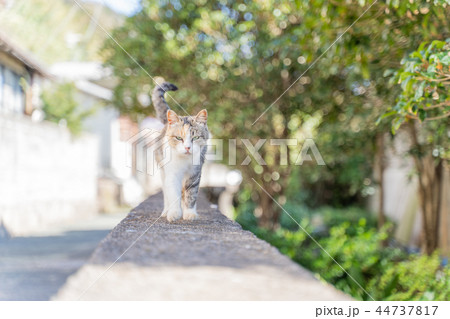 相島の猫 相島の猫 44737817