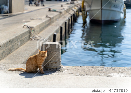 相島の猫 相島の猫 44737819
