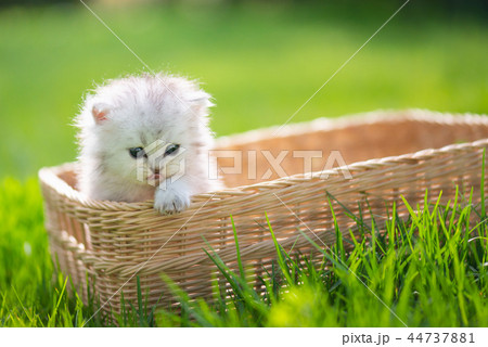 Cute kitten playing in wicker basket on grass 44737881