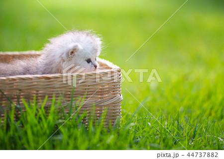 Cute kitten playing in wicker basket on grass Cute kitten playing in wicker basket on grass 44737882