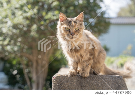 相島の猫 相島の猫 44737900