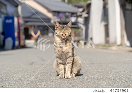 相島の猫 44737901