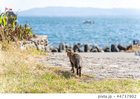 相島の猫 相島の猫 44737902
