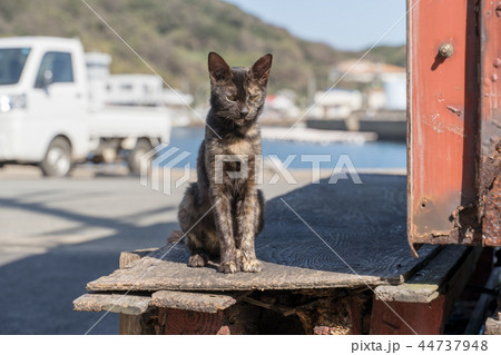相島の猫 44737948