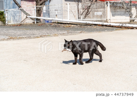 相島の猫 相島の猫 44737949