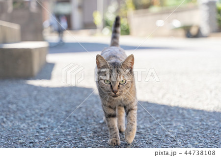 相島の猫 相島の猫 44738108