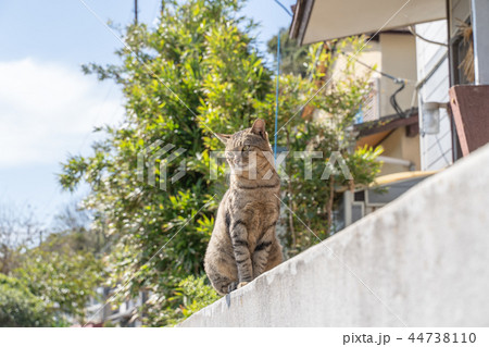 相島の猫 相島の猫 44738110