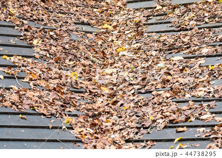 紅葉に向けて/Autumn Leaves_13 44738295