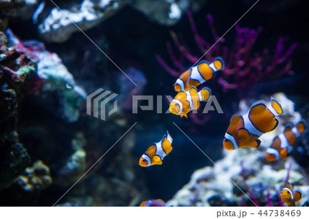 Clownfish In Marine Aquarium Clownfish In Marine Aquarium 44738469